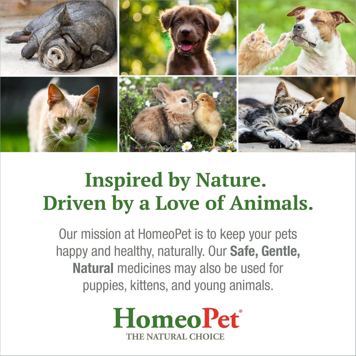 15 Milliliters Natural Cough Medicine for Pets T4745