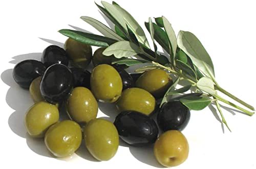 1 Live Olive Tree in Pot L94208