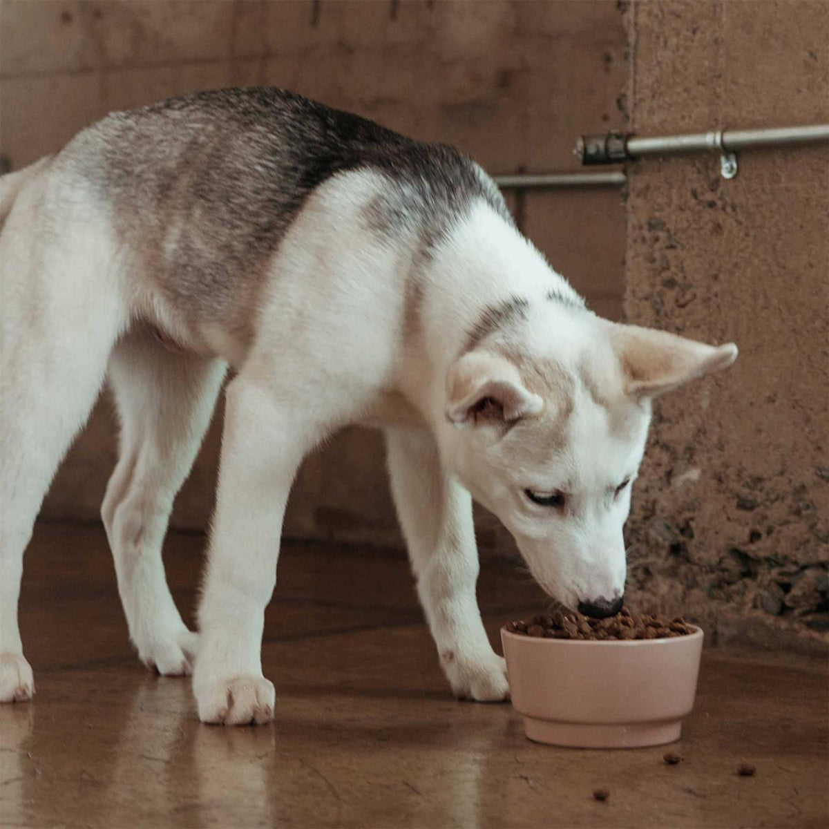 Grain Free Dog Food N11850