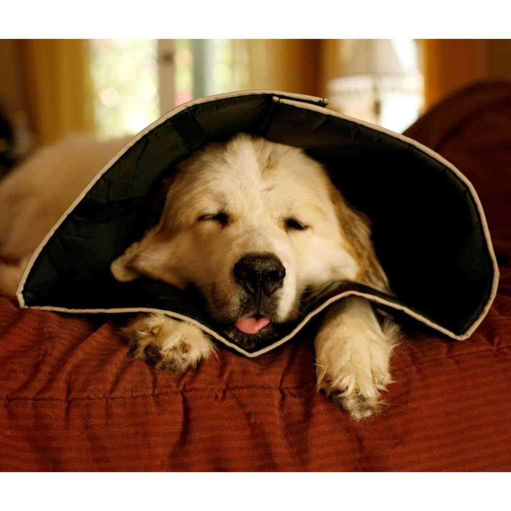 Comfy Cone Collar M9299