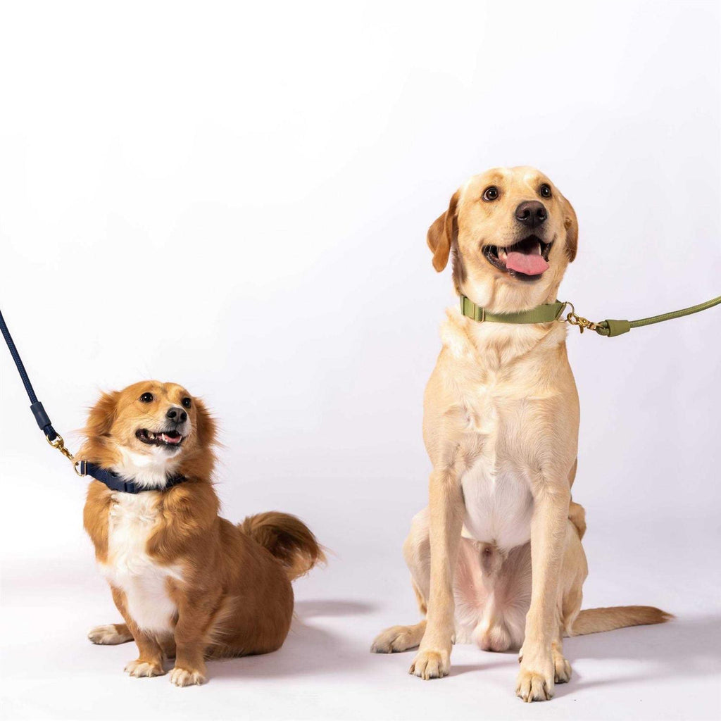 Standard Dog Collar Z79694