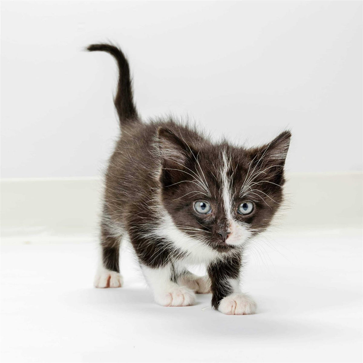 High Calorie Gel for Cats E586483