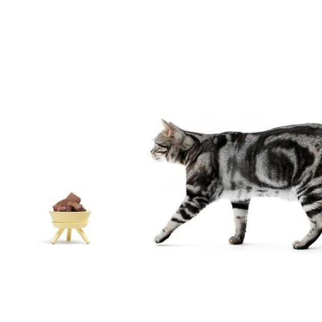 Pet Supplies O50842
