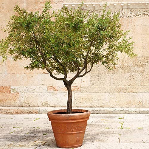 1 Live Olive Tree in Pot L94208