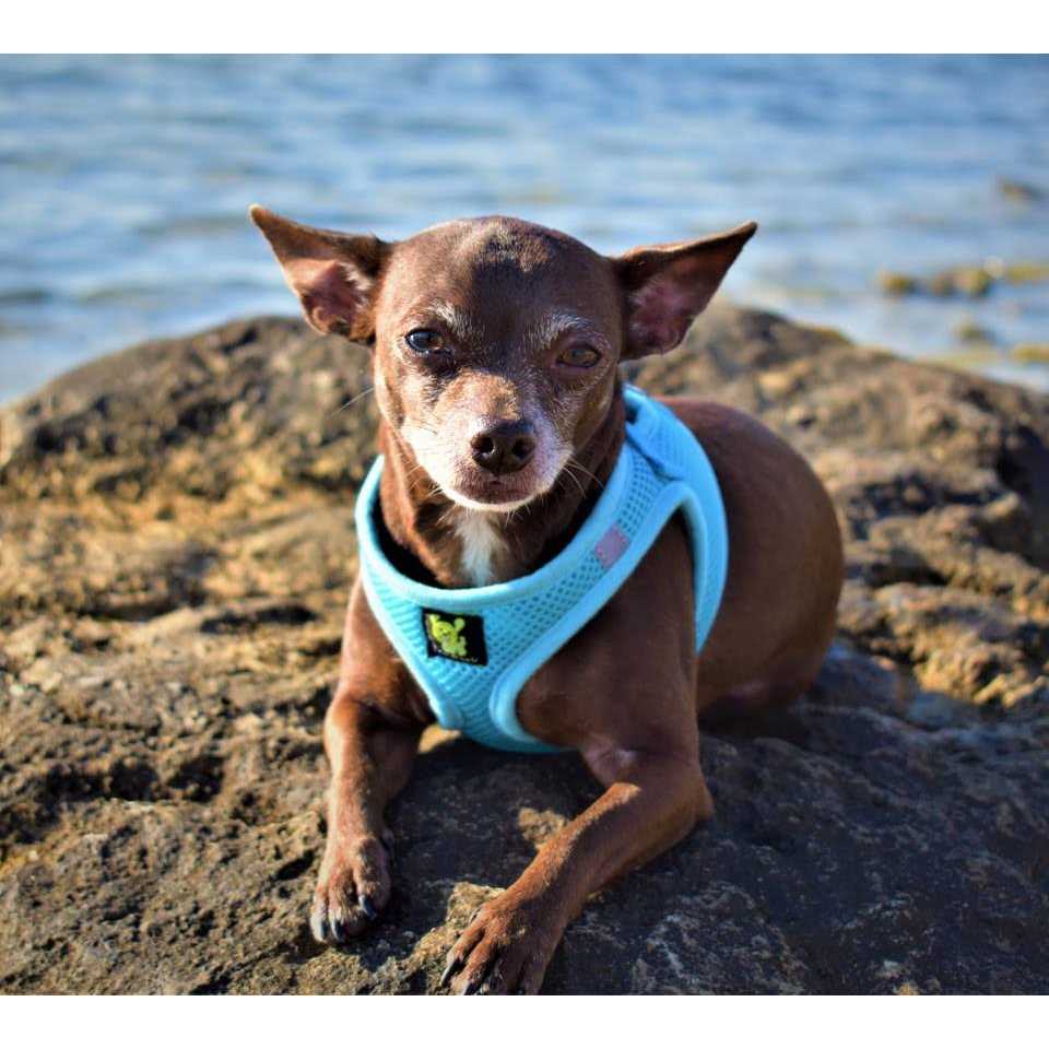 Step in Dog Harness Soft Mesh Y519