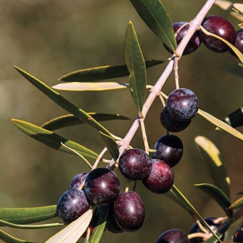 1 Live Olive Tree in Pot L94208