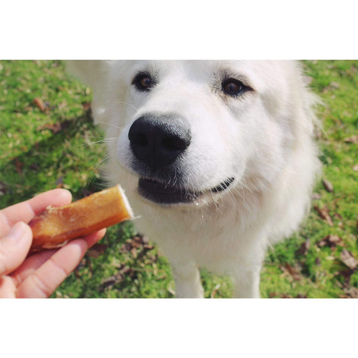 Bully Bites Pet Supplies F573
