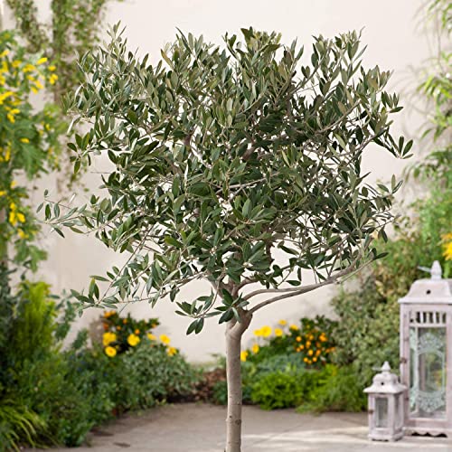 1 Live Olive Tree in Pot L94208