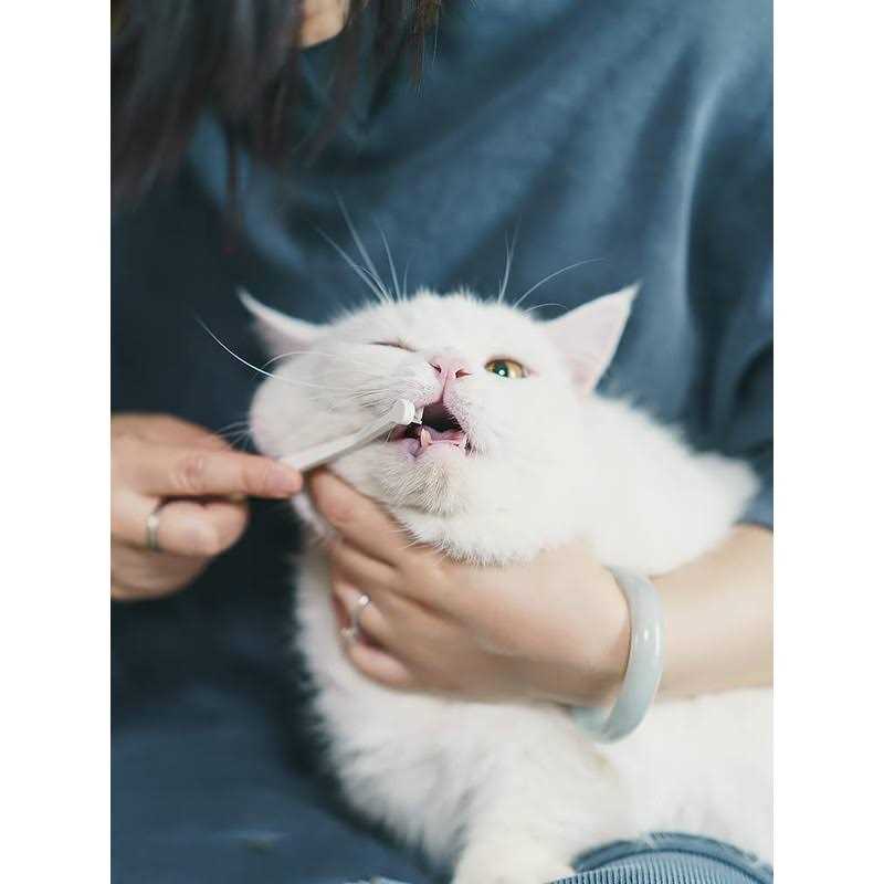 Toothbrush Micro Head for Cats B15211