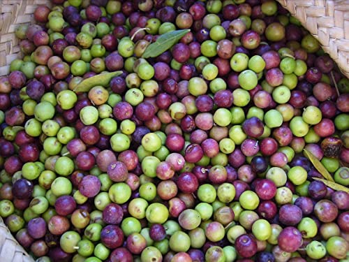 1 Live Olive Tree in Pot L94208