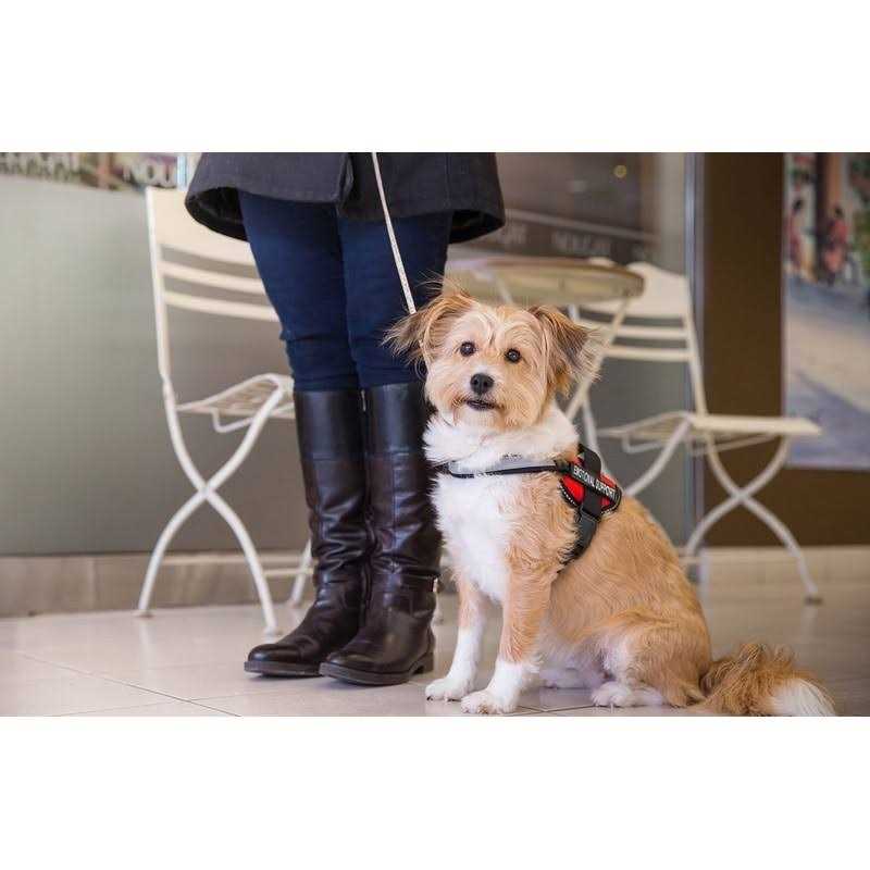 Reflective Dog Vest Harness and Leash Set E314