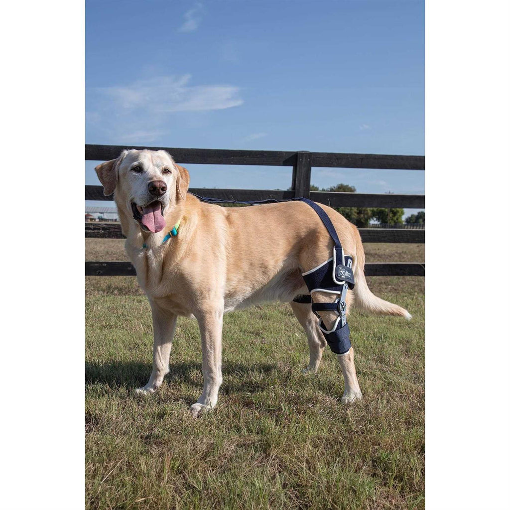 Adjustable Hinged Dog Knee Brace B977370