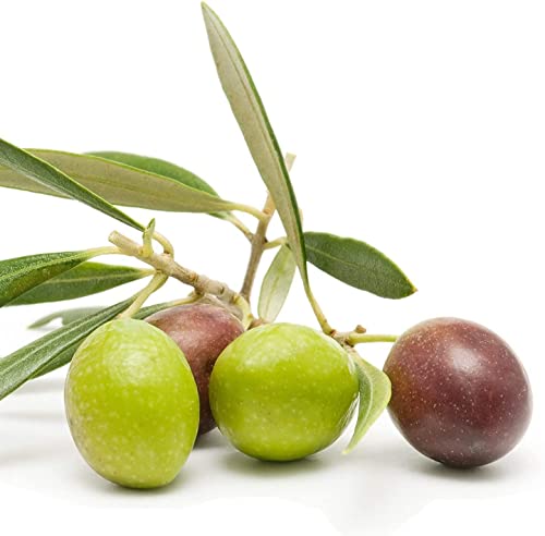 1 Live Olive Tree in Pot L94208