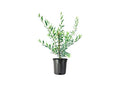 1 Live Olive Tree in Pot L94208