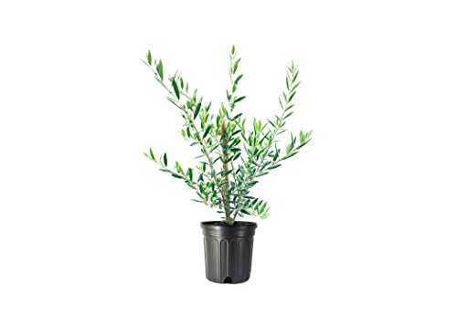1 Live Olive Tree in Pot L94208