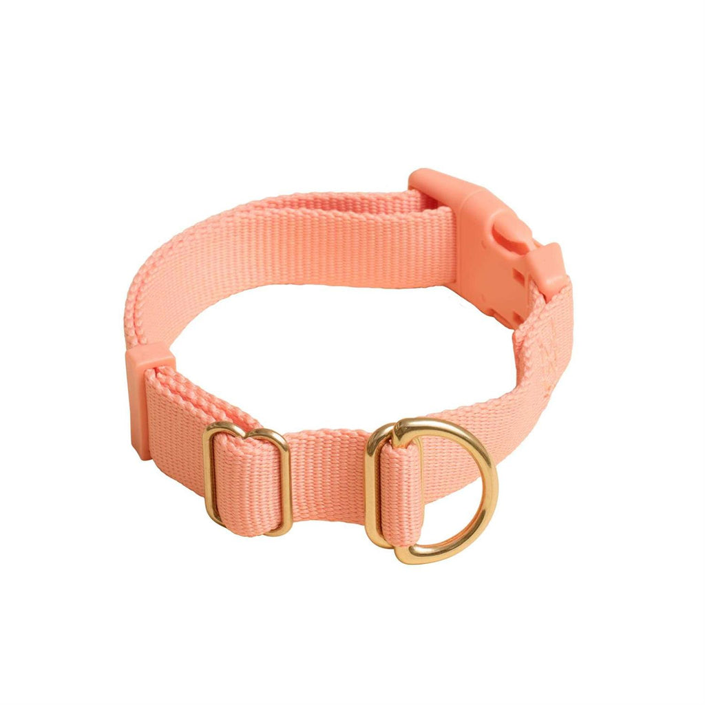 Standard Dog Collar Z79694