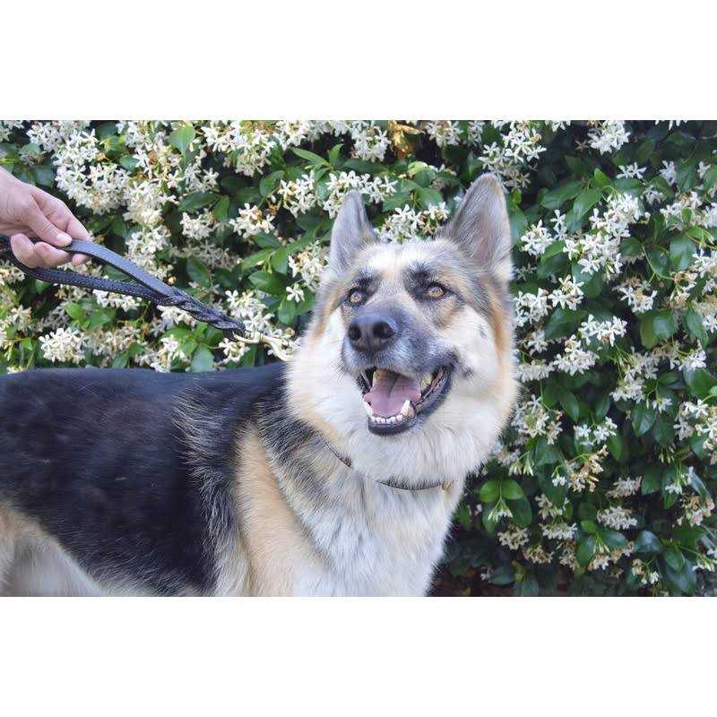 6 Foot Braided Leather Dog Leash with Traffic Handle I91433