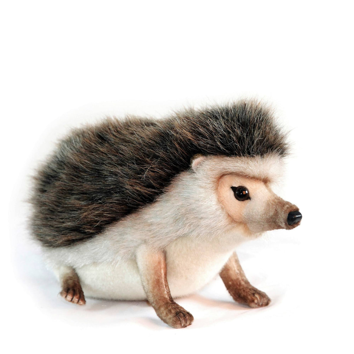 African Pygmy Hedgehog O31203