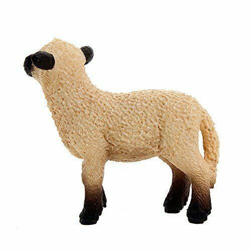 Shropshire Lamb X58534