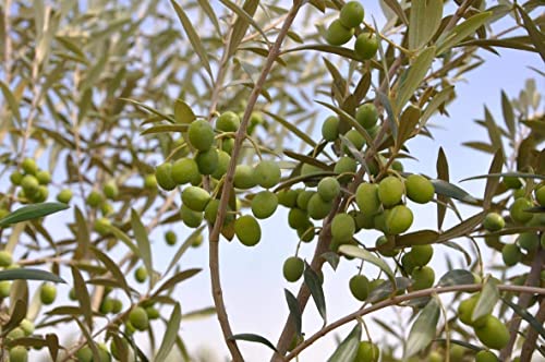 1 Live Olive Tree in Pot L94208