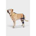 Adjustable Hinged Dog Knee Brace B977370