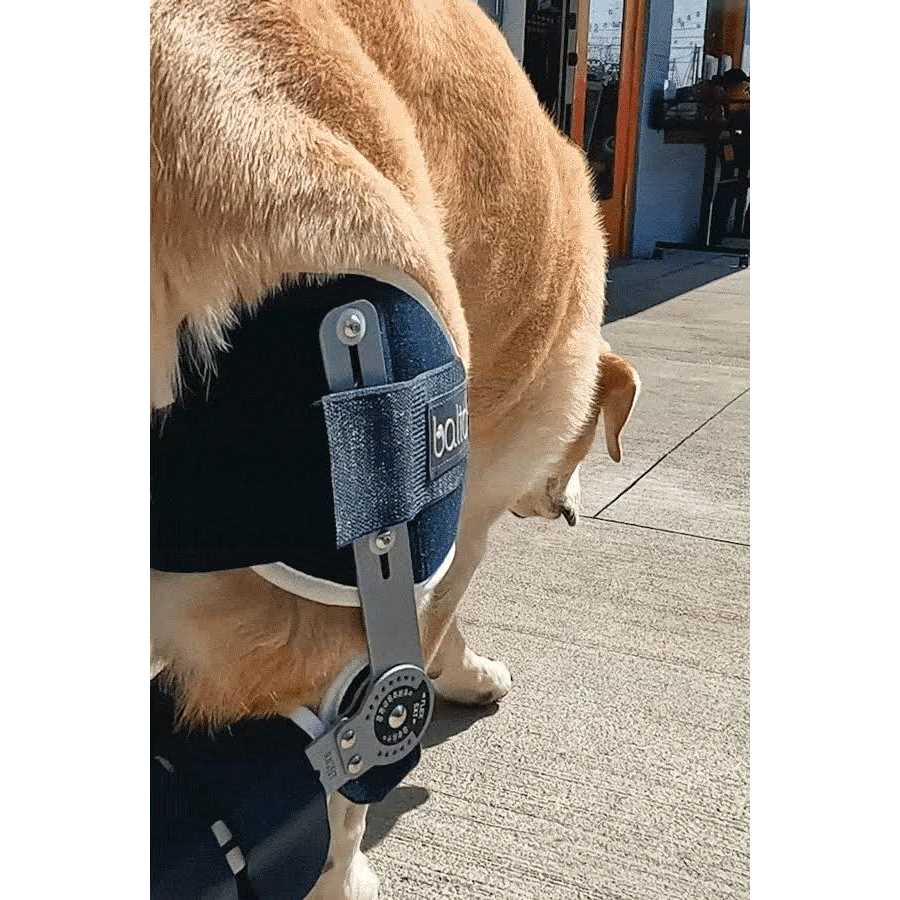 Adjustable Hinged Dog Knee Brace B977370