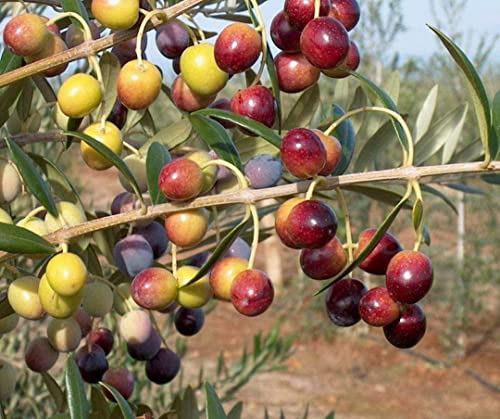 1 Live Olive Tree in Pot L94208