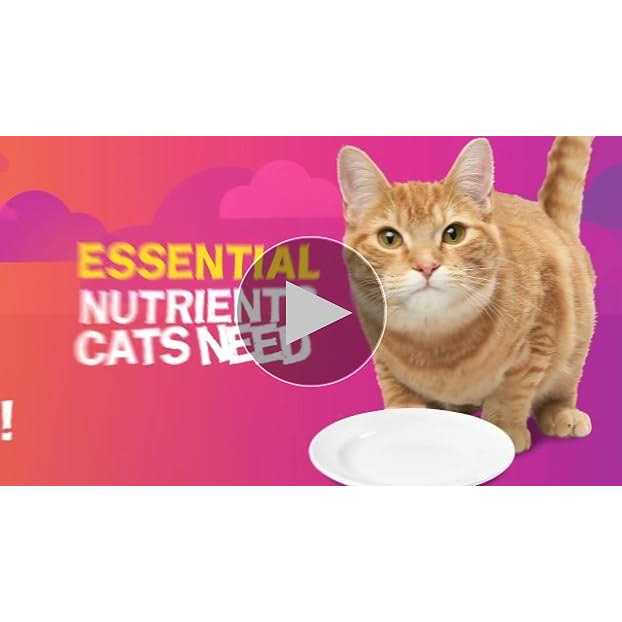 Pate Poultry Platter Canned Cat Food T545