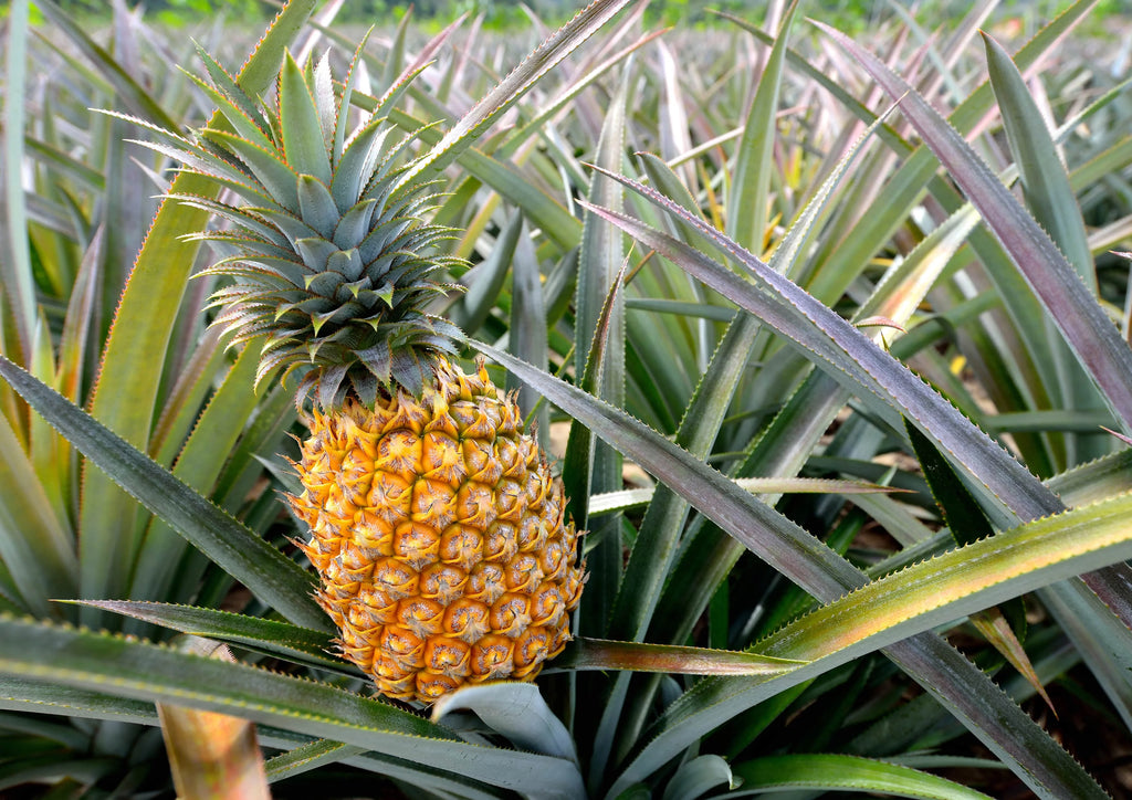 Organic Pineapple Powder, 5 Pounds C32240