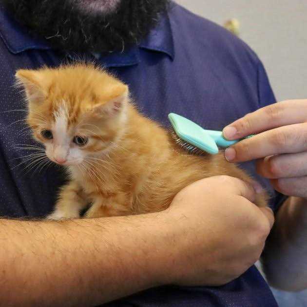 Kitten Slicker Brush with Coated Tips Z56665