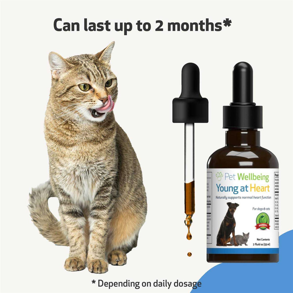 Young at Heart for Cats L14469